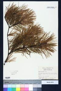 Pinus glabra image