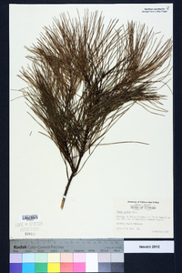 Pinus glabra image