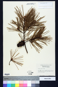 Pinus glabra image