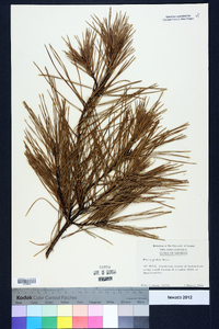 Pinus glabra image