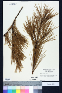 Pinus glabra image