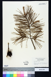 Pinus glabra image