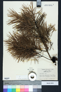 Pinus glabra image