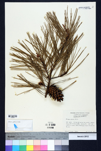 Pinus glabra image