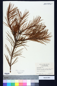 Pinus glabra image