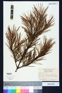 Pinus glabra image