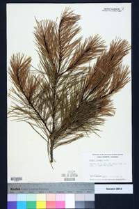 Pinus glabra image