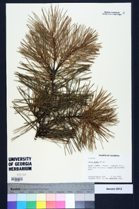 Pinus glabra image