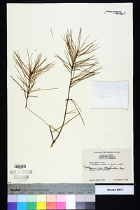 Pinus glabra image