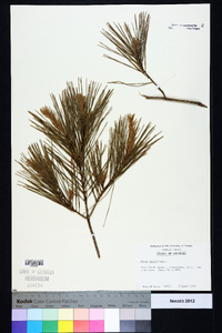 Pinus glabra image