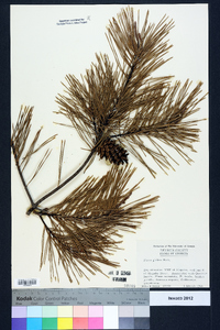 Pinus glabra image