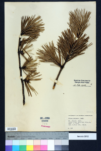 Pinus pungens image