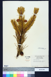 Pinus pungens image