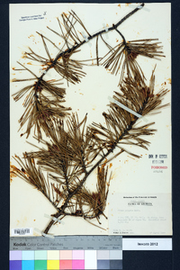 Pinus pungens image