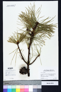 Pinus rigida image