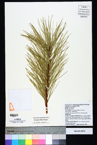 Pinus rigida image