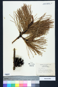 Pinus rigida image