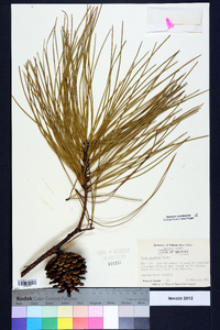 Pinus serotina image