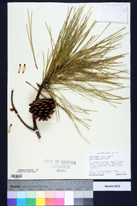 Pinus serotina image