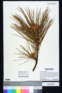 Pinus serotina image