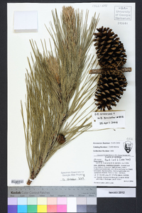Pinus taeda image