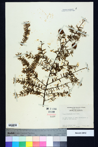 Tsuga canadensis image