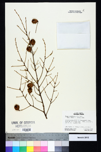 Tsuga canadensis image