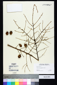 Tsuga canadensis image