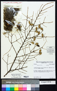 Tsuga canadensis image