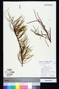 Taxodium ascendens image