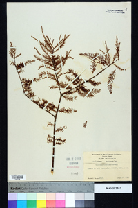 Taxodium ascendens image