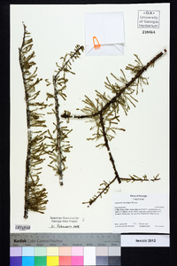 Taxodium ascendens image