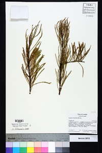 Taxodium ascendens image