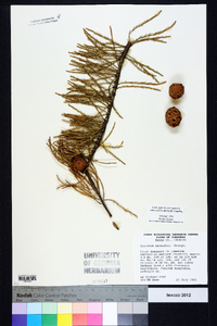 Taxodium ascendens image