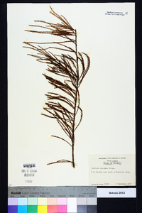 Taxodium ascendens image