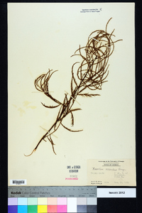 Taxodium ascendens image