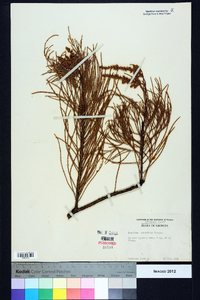 Taxodium ascendens image