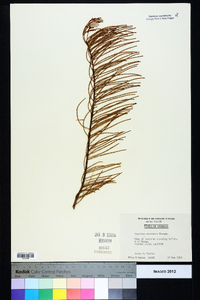 Taxodium ascendens image