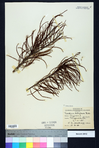 Taxodium ascendens image