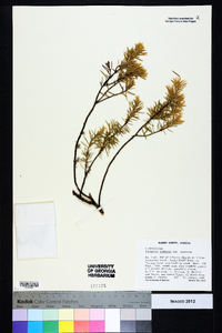 Juniperus communis var. depressa image