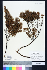 Juniperus communis var. depressa image