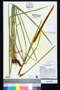 Typha domingensis image