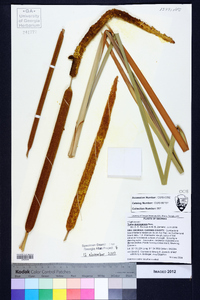 Typha domingensis image