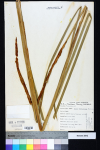 Typha domingensis image