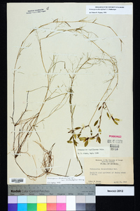 Potamogeton diversifolius image