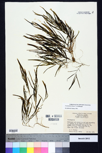 Potamogeton foliosus subsp. foliosus image