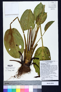 Alisma subcordatum image