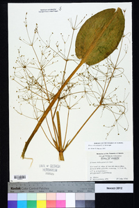 Alisma subcordatum image