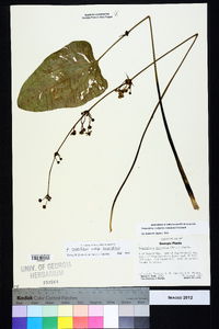 Echinodorus cordifolius image