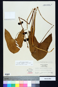 Sagittaria australis image